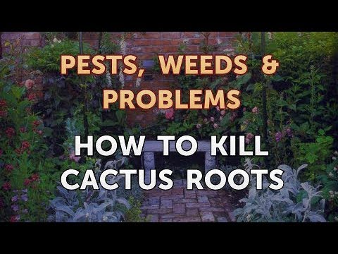 How to Kill Cactus Roots