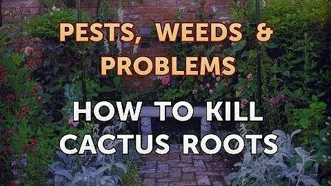 Jak na letnění kaktusu?