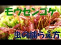 モウセンゴケの虫のとらえ方 解説　箱根町立箱根湿生花園【公式】