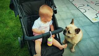 Baby messes with hungry Rocco french bulldog!