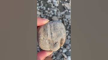 FINDING CRINOID FOSSILS IN BC #rockhounding #fossil #short #cool #nature #shorts #rocks #crinoid