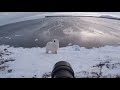 This Photographer Stood Up to a Polar Bear