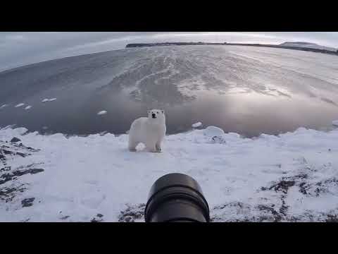 Fotografo si imbatte in un orso polare