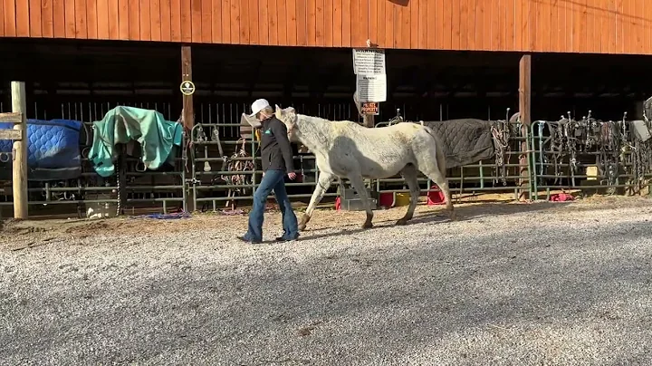 7001- grey TWH mare 14.2h 23yr old $600 Deadline 12/29/25