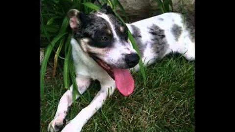 Nancy - Derby City Dog Rescue