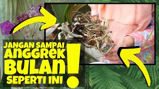 ANGGREK BULAN KURANG SEHAT⁉️ INI SOLUSINYA⁉️