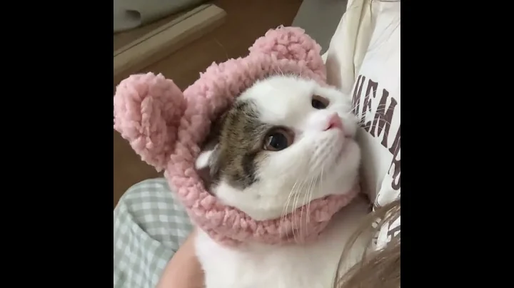 Video 10758261: scottish fold cat meowing, scottish fold cat breed, scottish fold cat kitten, funny scottish fold cat, fold cat scottishfold, kitten scottishfoldbaby, domestic cat breed, cat dominates