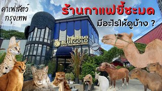 คาเฟ่สัตว์ คาเฟ่แมว กรุงเทพ ร้านกาแฟขี้ชะมด มีอะไรให้ดูบ้าง ? | Bluegold Coffee & Mini Zoo