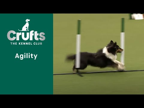Agility – Championships – Small/Medium (Jumping) Part One | Crufts 2023