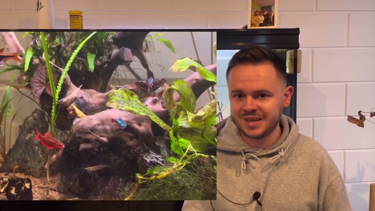 Poissons faciles pour aquarium d’eau douce!