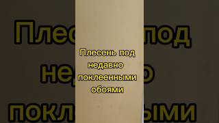 Плесень под недавно поклеенными обоями. #строительство #ремонтквартир #remontstroy35