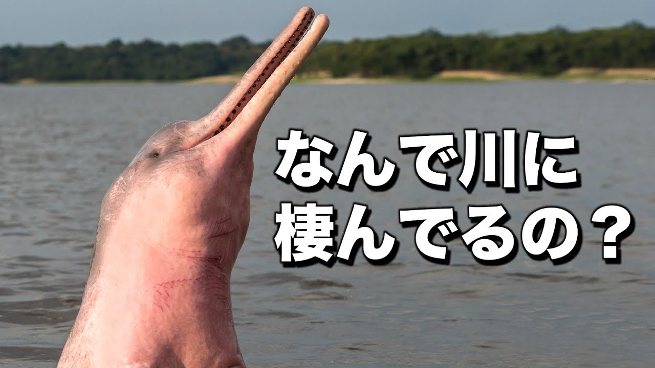 Why are Amazon river dolphins trapped in rivers? | Why are