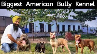 Sardarji Ka American Bully Kennel | Exotic American Bully | Singh Bulls Kennel