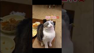 SNSで大バズり!!動物たちの大爆笑パプニング11選!! #いぬ #cat #アニマル発見隊 #動物おもしろ動画 #面白い #面白集 #animals