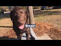 Labrador Retriever Puppy Training. Before and After Obedience training video. Labrador Retriever Puppy Training. Before and After Obedience training video.
