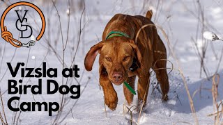 Vizsla Goes to Spring Bird Dog Camp by Versatile Gun Dog 400 views 2 months ago 9 minutes, 49 seconds