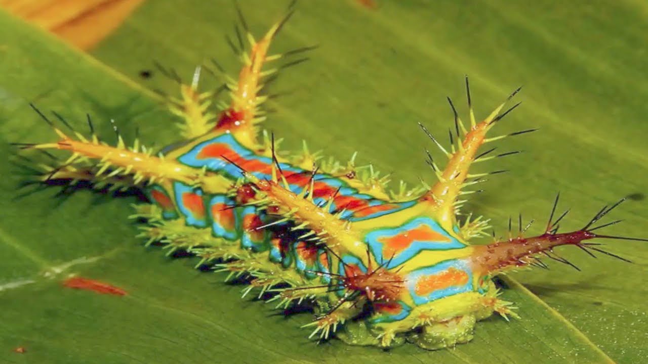 ⁣15 Most Dangerous Insects In The World