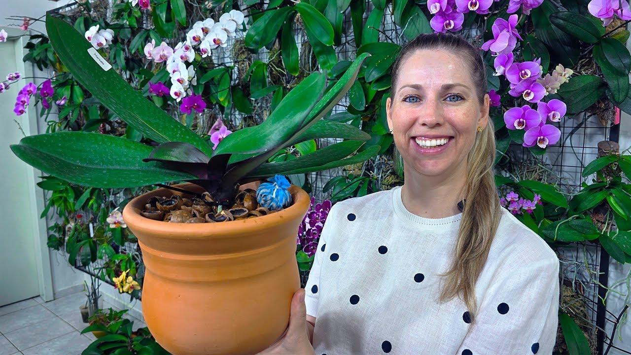 Como PLANTAR orquídea PHALAENOPSIS em VASO de BARRO na MACADÂMIA