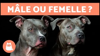 Différences entre PITBULL MÂLE et FEMELLE 🐕🐾 LEQUEL CHOISIR ?