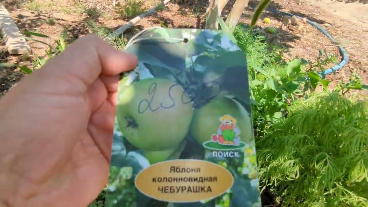 Түркиядағы ресейлік жезөкшелер (видео)