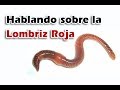 Conociendo a la Lombriz Roja Californiana  - En Vivo