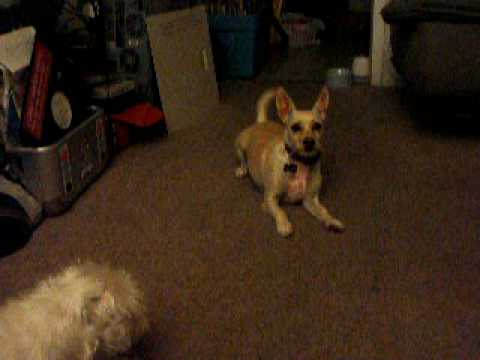 Cute Chihuahua Terrier acting up to convince Safiya to share her treat!