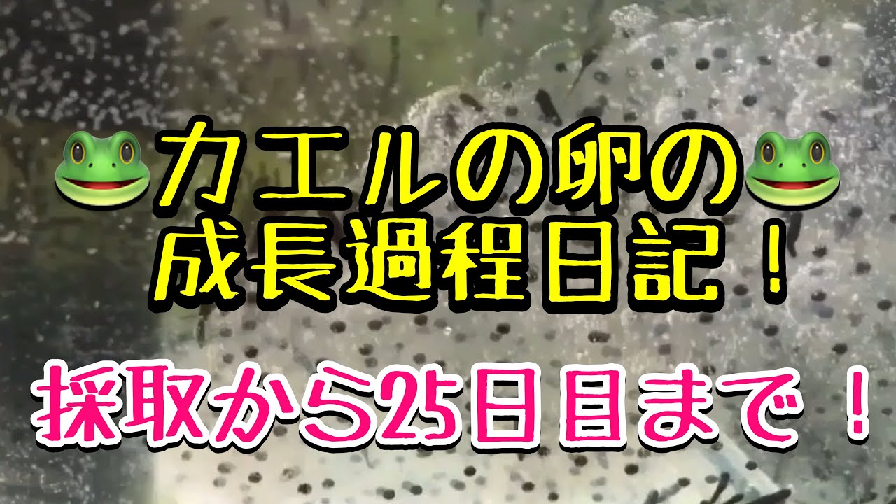 カエルの卵の成長過程日記 採取から25日目までの様子 Youtube