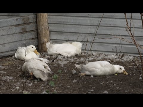 Бейне: Жаңа құс тұмауының вирусы баланың итбалықтарын өлтіреді, дейді зерттеу