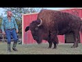 75 yr. CowBoy  Wrestles a 2500 pound Bison