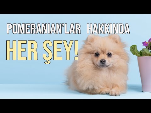 Pomeranian (Pomeryan) hakkında bilmeniz gereken her şey!