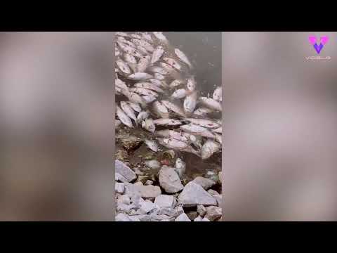 Encuentran miles de peces muertos en un lago