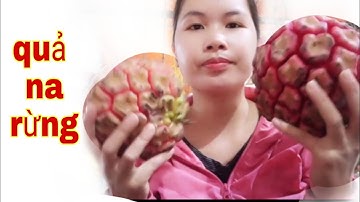 Quả Na Rừng Có Công Dụng Gì Na Rừng Giá Bao Nhiêu I HOA BẢN TV