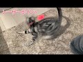 【猫動画】レーザーポイントで遊ぶ猫