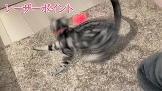 【猫動画】レーザーポイントで遊ぶ猫