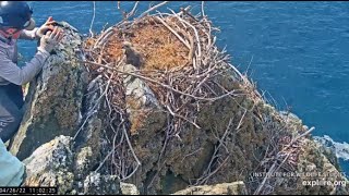 Two Harbors ~ HOME AT LAST!!   Dr Sharpe & Team Rescue Eaglet!! MANY Thanks!! 4.26.22