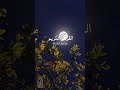 Zameen Par Guroor Aur Takabbur Se Mat Chalo🌷#shorts #quran #islamicvideo