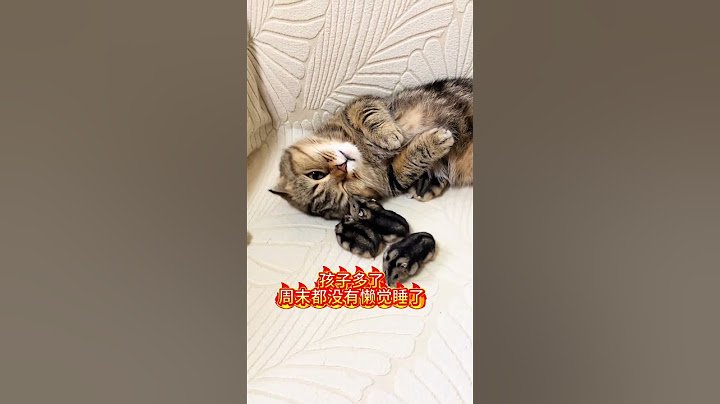 孩子多了的烦恼！ #萌宠 #猫咪 #小奶猫