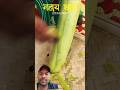Chhath puj 🙏 #1 day# trend song #vlog