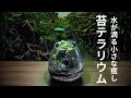 【わずか4リットル】水が流れる苔テラリウム