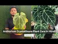 How to care anthurium crystallinum  anthuriam plant care tips india  anthurium  crystallinum rare