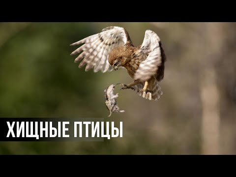 Видео: 12 Беспощадных моментов, когда птицы охотятся на свою добычу