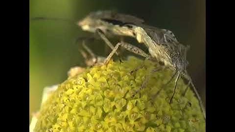 Insect for stockvideo (Macro shot)