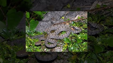 Top 9 Loài rắn độc và nguy hiểm nhất ở Việt Nam