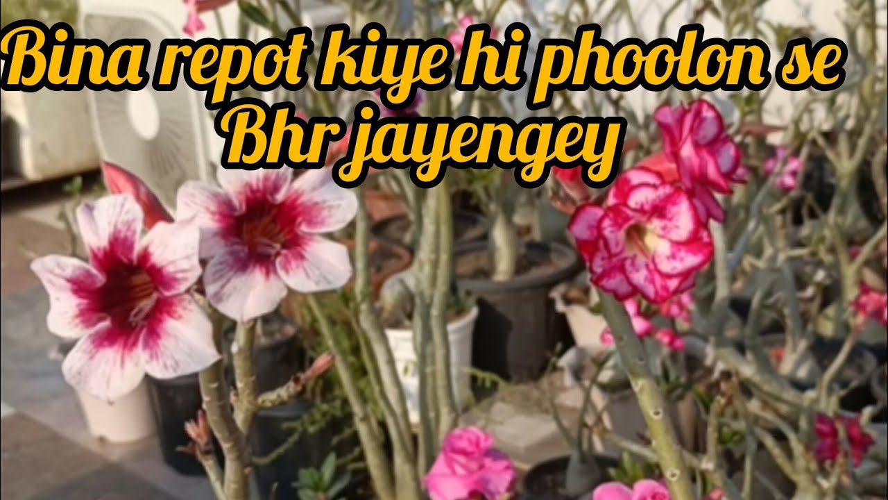 फरवरी अंत तक जिन पौधों को रिपोट नहीं करना है उनमें ये खाद दो 15 मार्च तक ज्यादा बिग सुन्दरफूलआयेंगे 