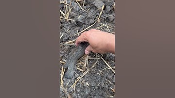 Bắt cá rô đồng mùa mưa tập 2