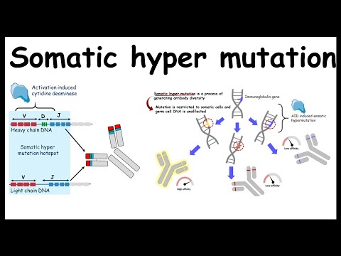 Video: Wat veroorzaakt somatische hypermutatie?