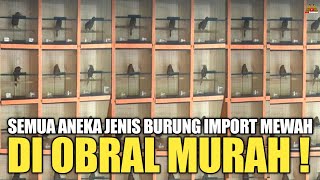 PADA AKHIRNYA SEMUA PUNYA ! BURUNG IMPORT MEWAH SEMUA DI OBRAL MURAH ! screenshot 5