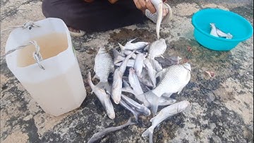 Câu cá trên trụ cầu cao tốc/ tiếp tế lương thực cho ông anh Câu đêm/ TV cá heo