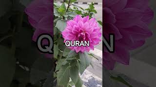 AL QURAN #alquran #viral #trending #ytshorts #islamicvideo #deen #islam #quran #hadees #quotes #love