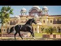 Marwari horse farm in rajasthan  pratap stud farm tour jodhpur rajasthan india